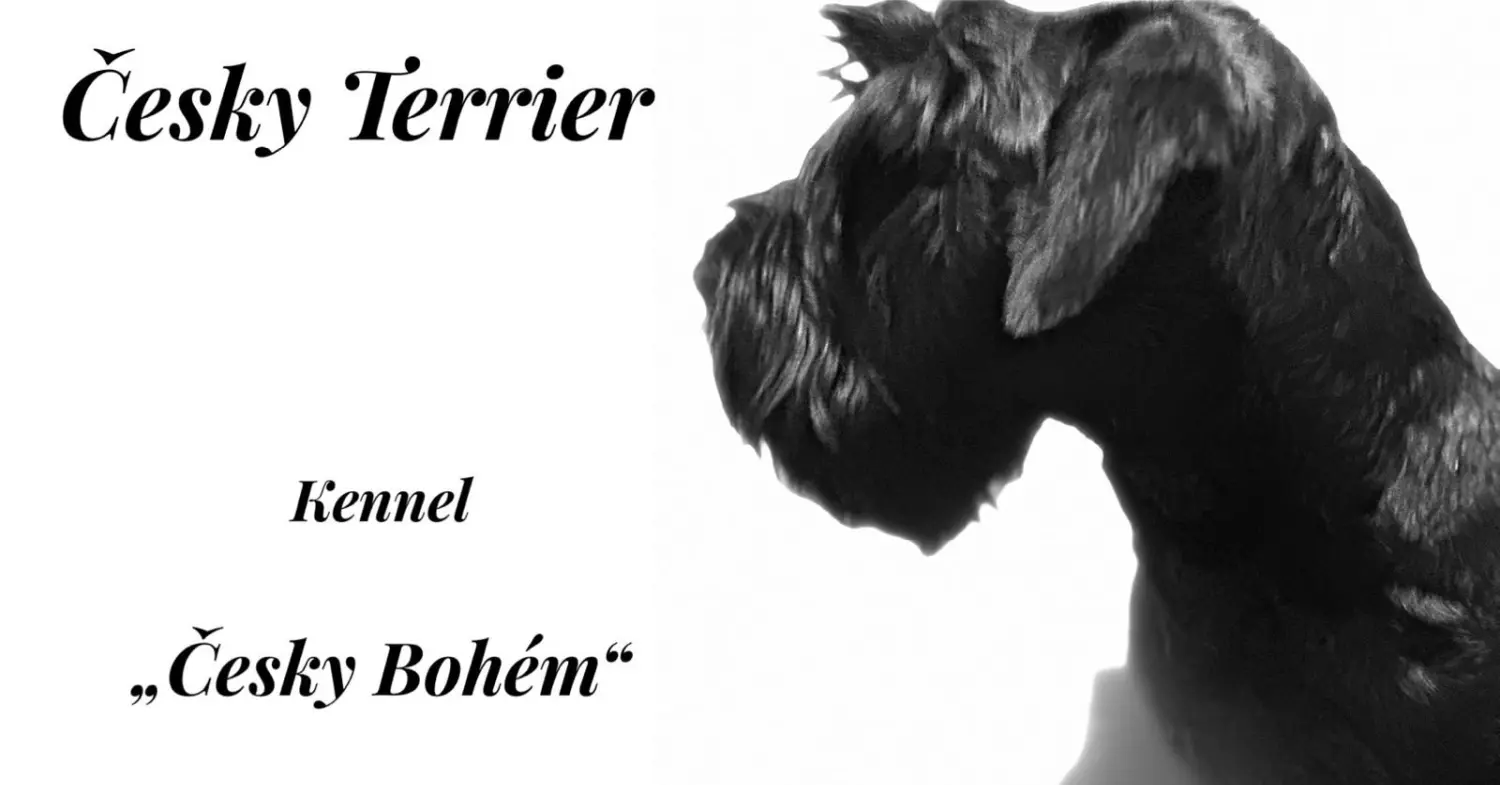 hund