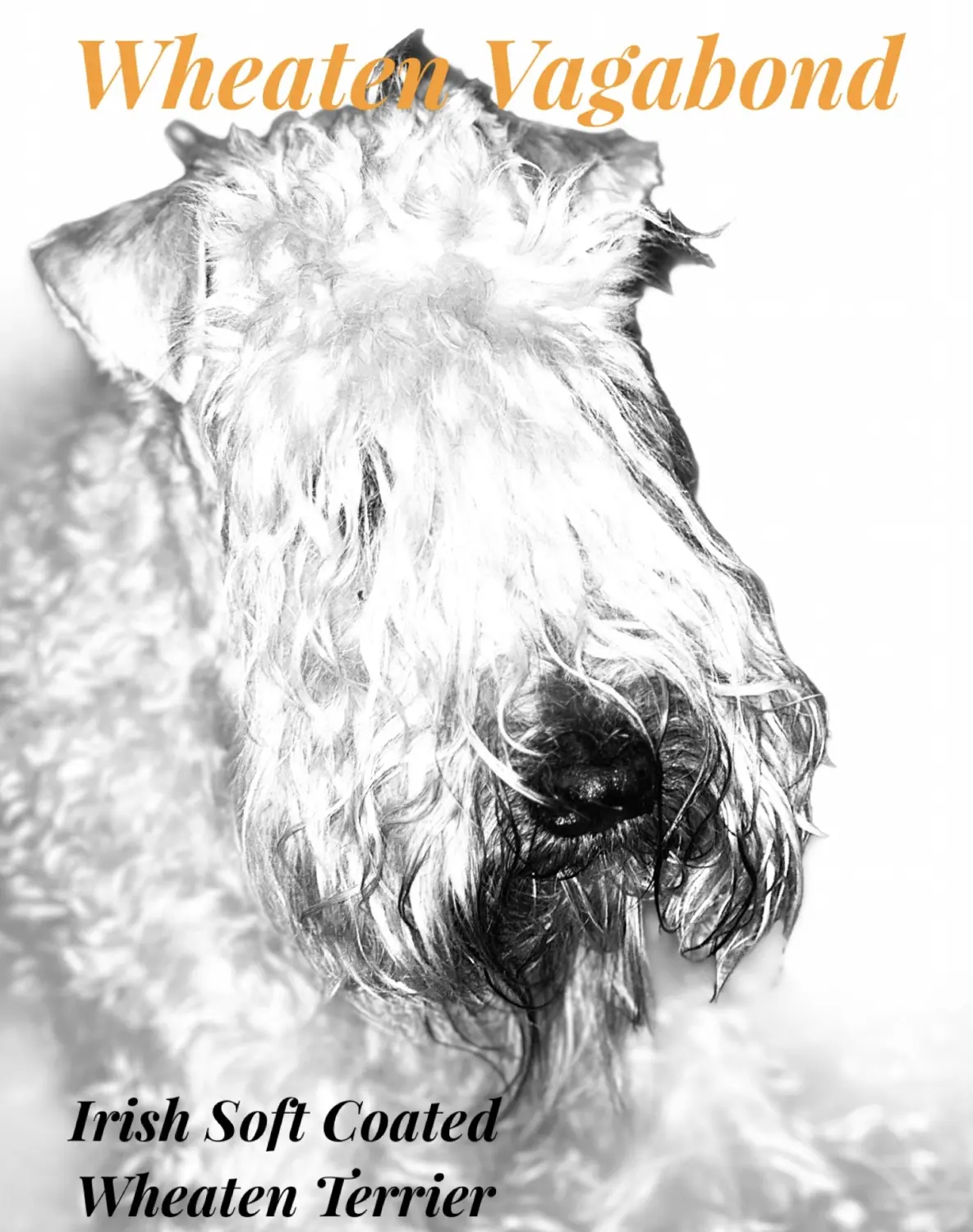 hund