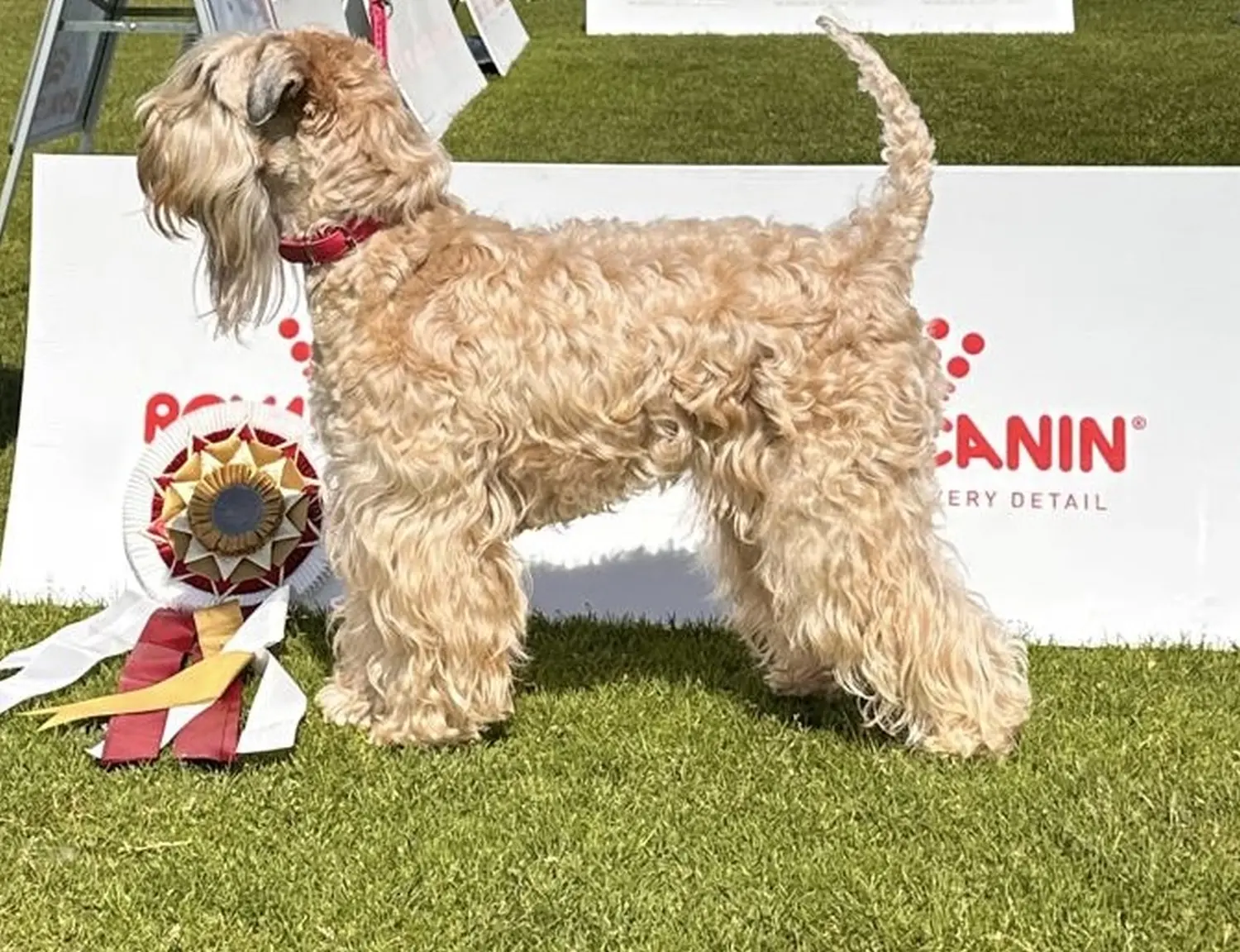 Hunde von Wheaten Vagabond