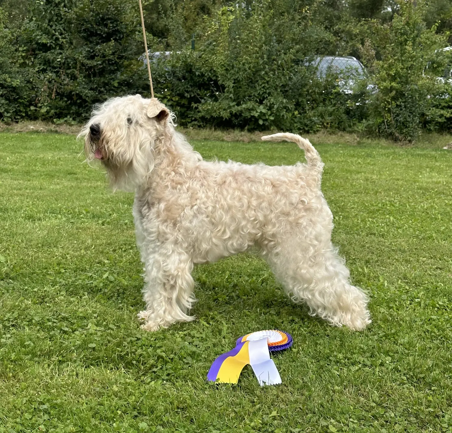 Hunde von Wheaten Vagabond