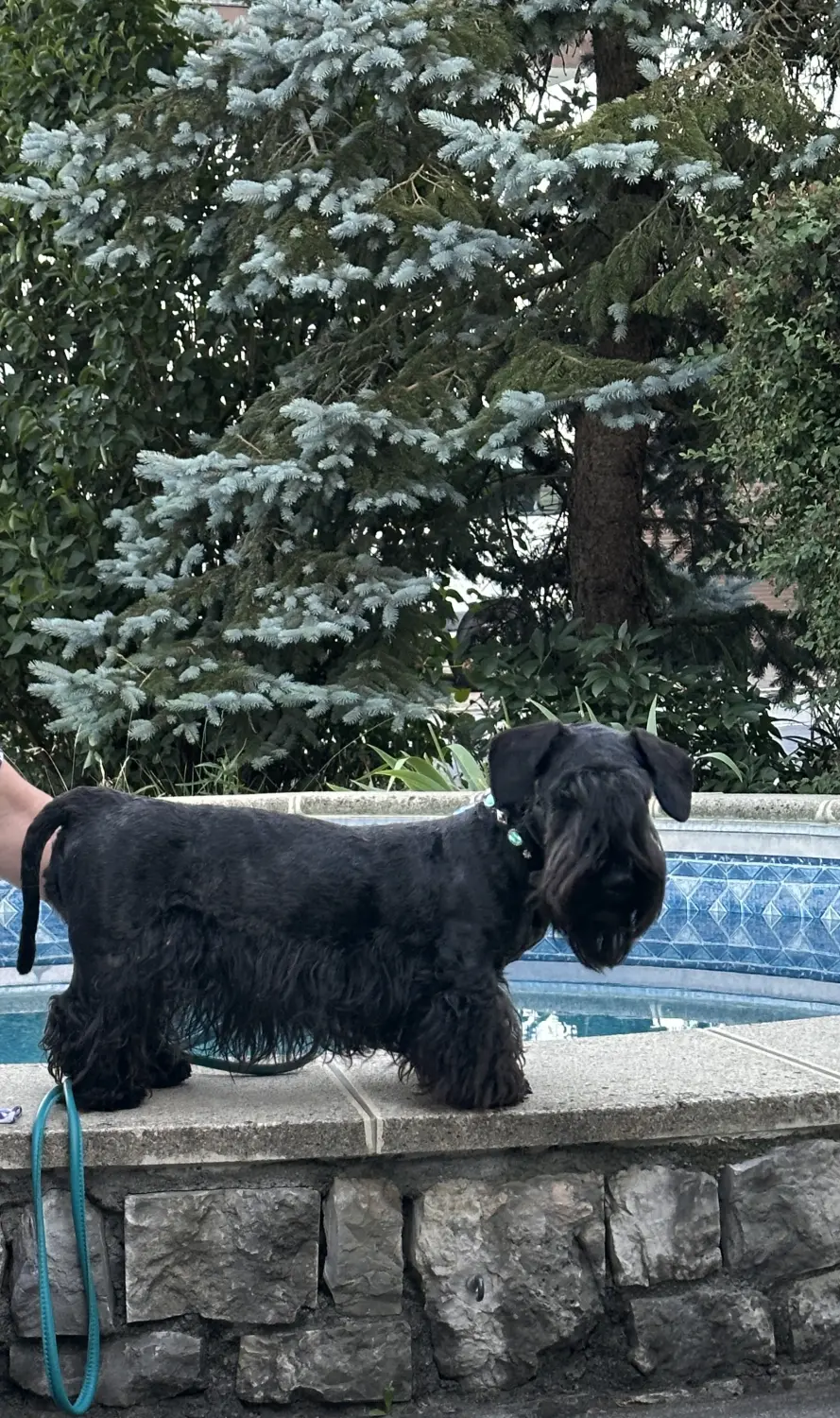 männlicher Hund