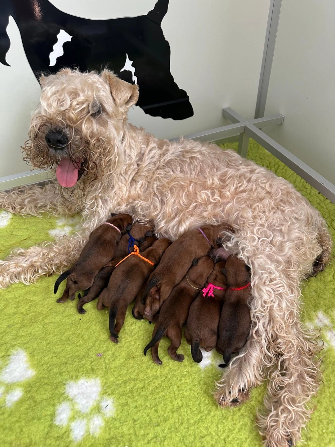 Hund mit Babys von Wheaten Vagabond