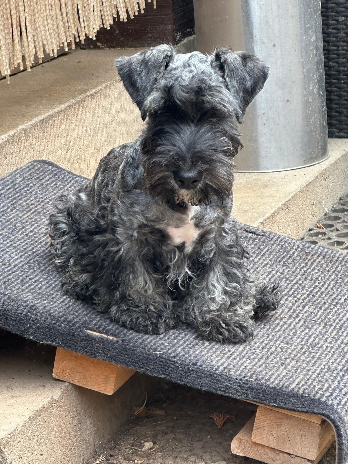 Hunde von Wheaten Vagabond