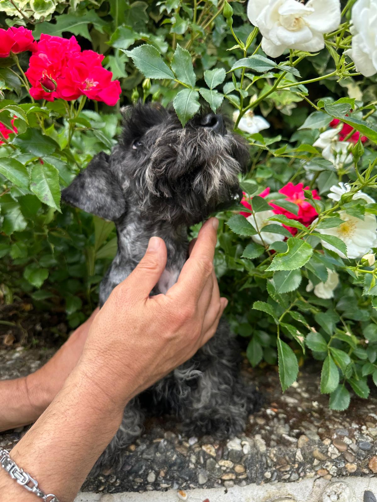 Hunde von Wheaten Vagabond