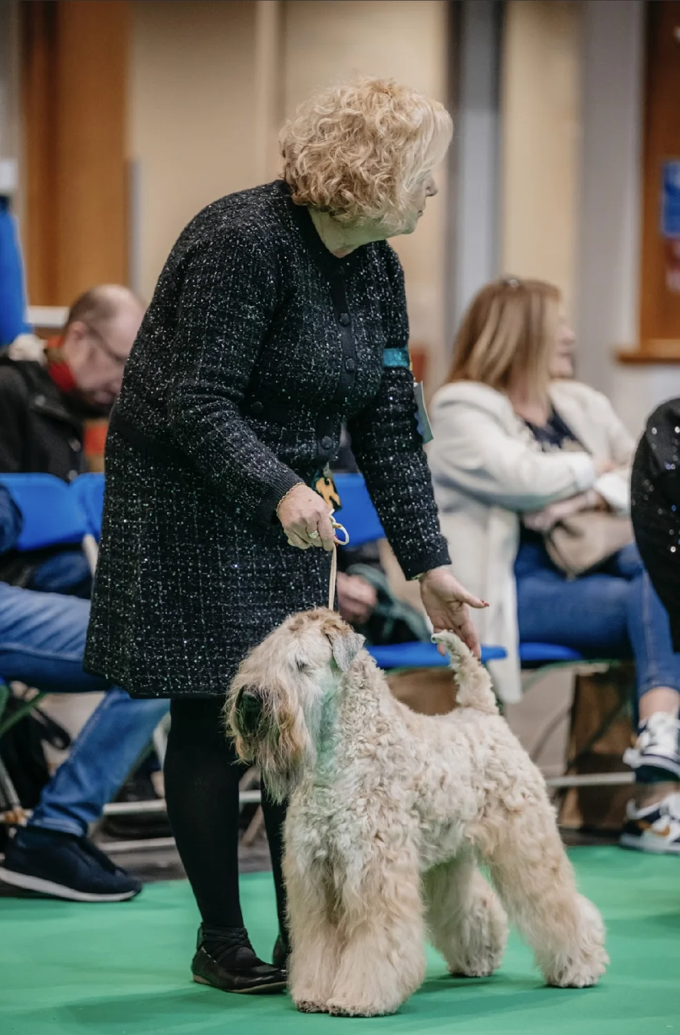 Club Winner (SLO) von Wheaten Vagabond