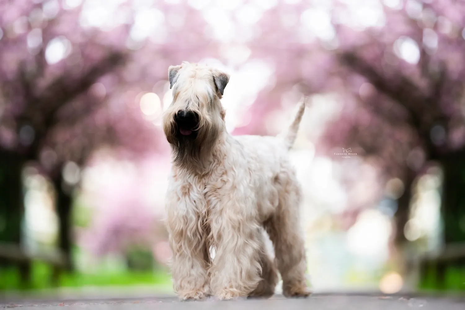 Hunde von Wheaten Vagabond