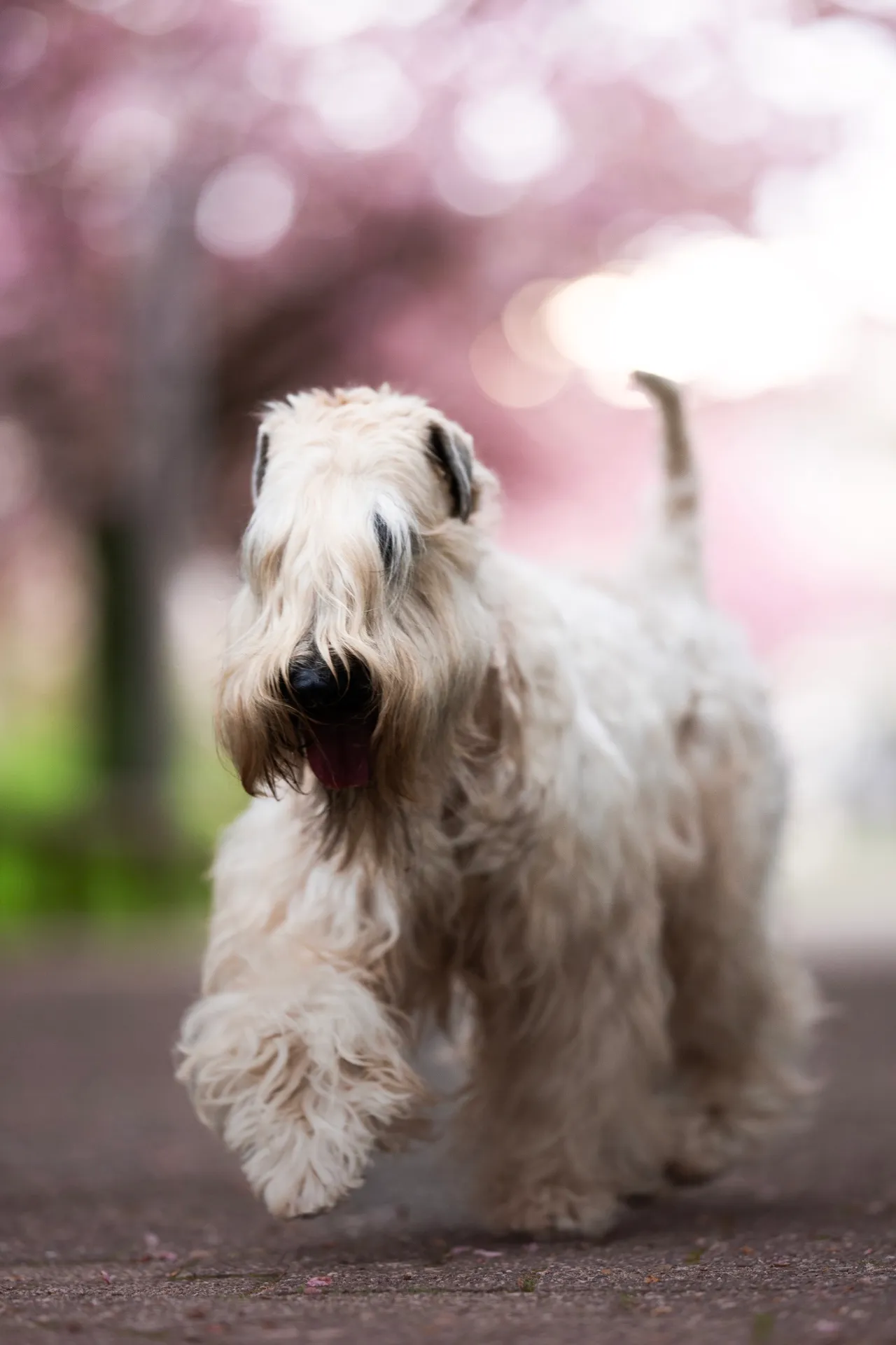 Hunde von Wheaten Vagabond
