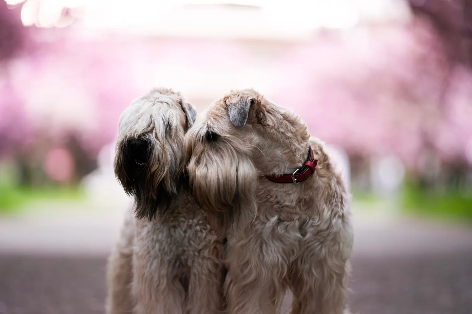 Hunde von Wheaten Vagabond