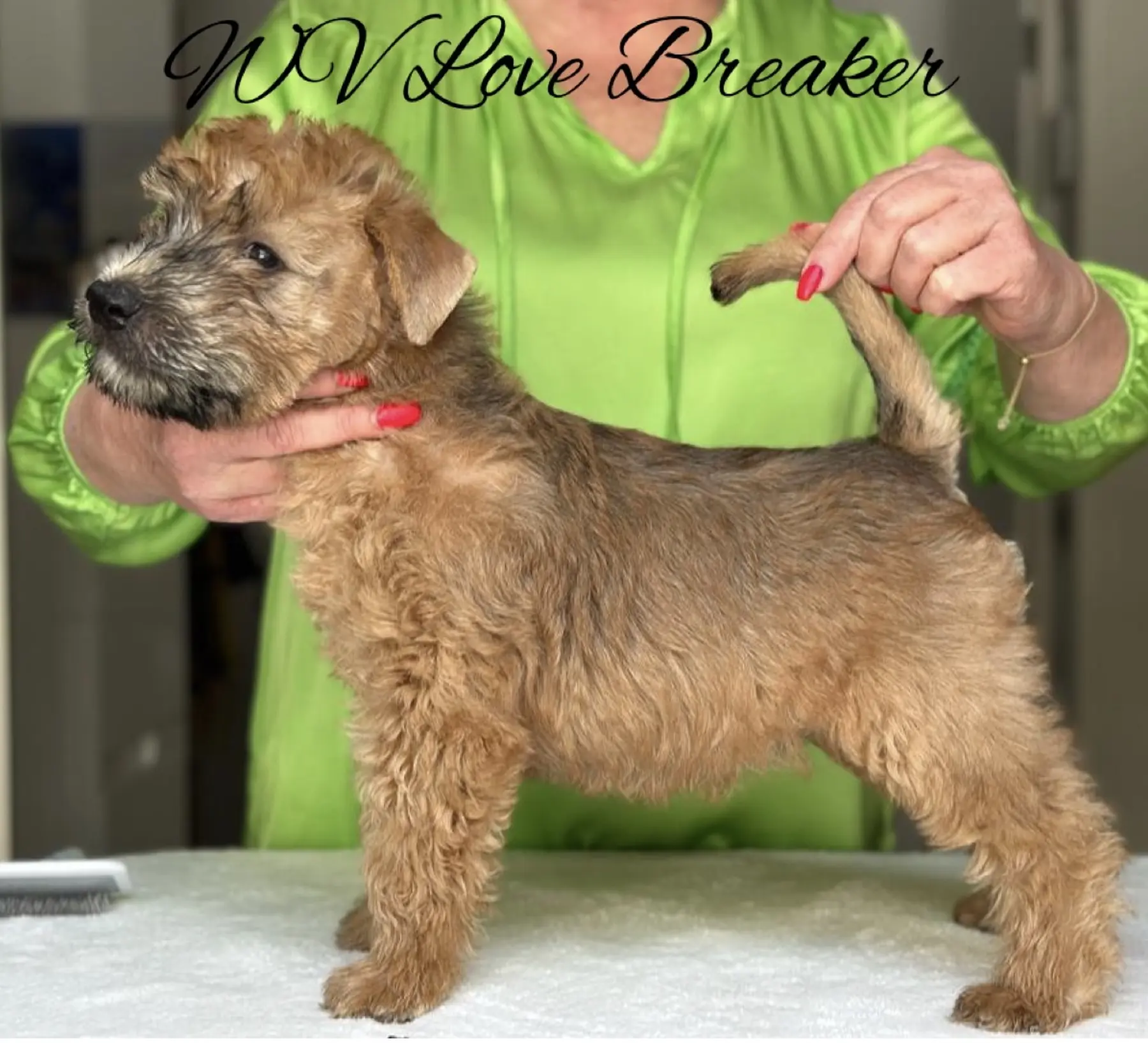 Wurf L von Wheaten Vagabond