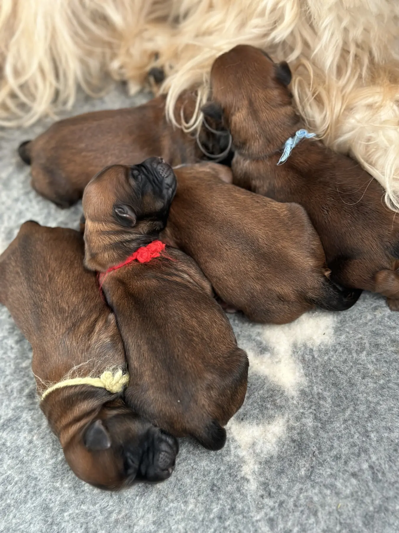 Hunde von Wheaten Vagabond