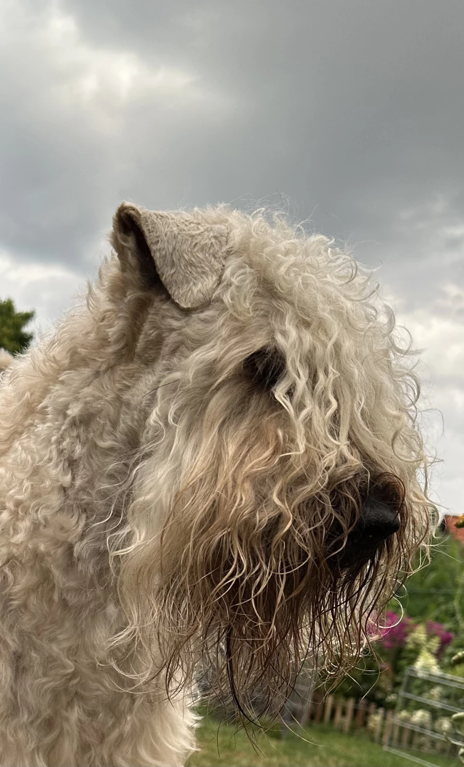 Hunde von Wheaten Vagabond