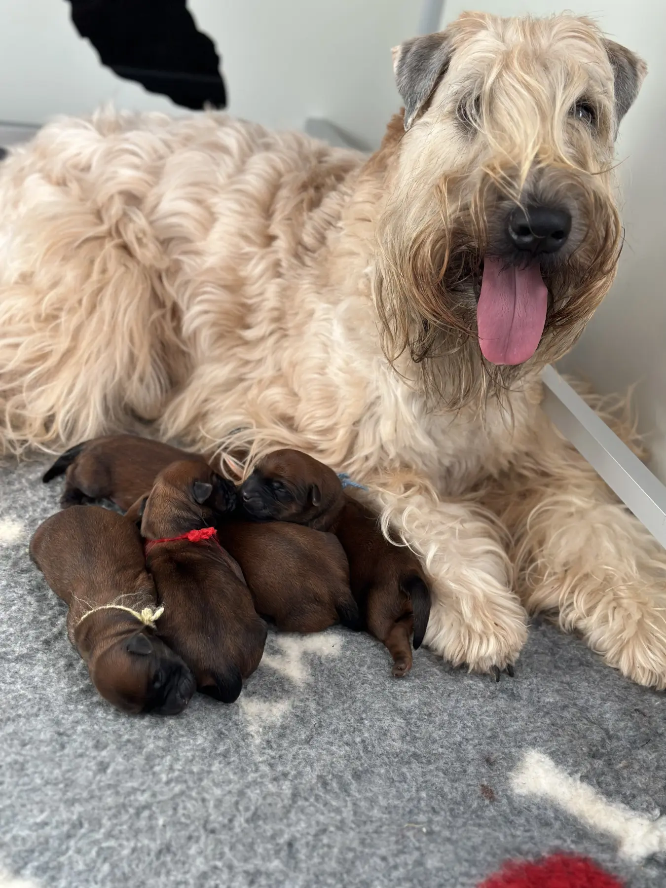 Hunde von Wheaten Vagabond