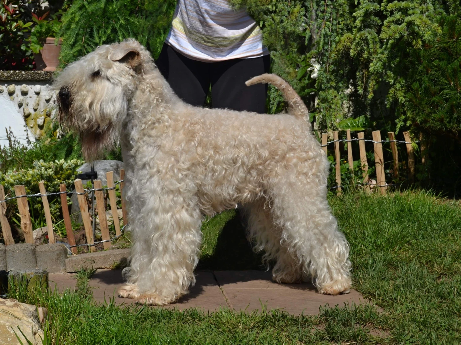 Hunde von Wheaten Vagabond