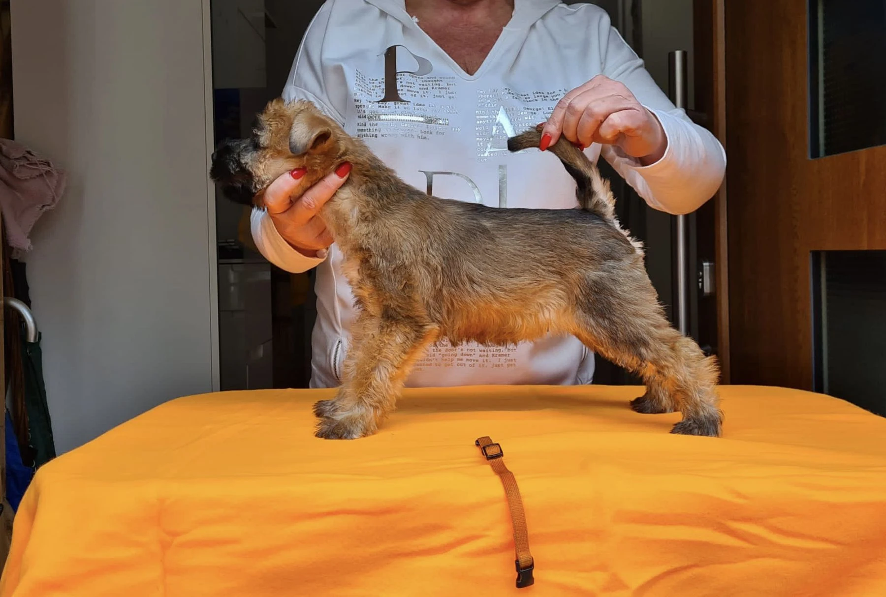 Wurf k von Wheaten Vagabond