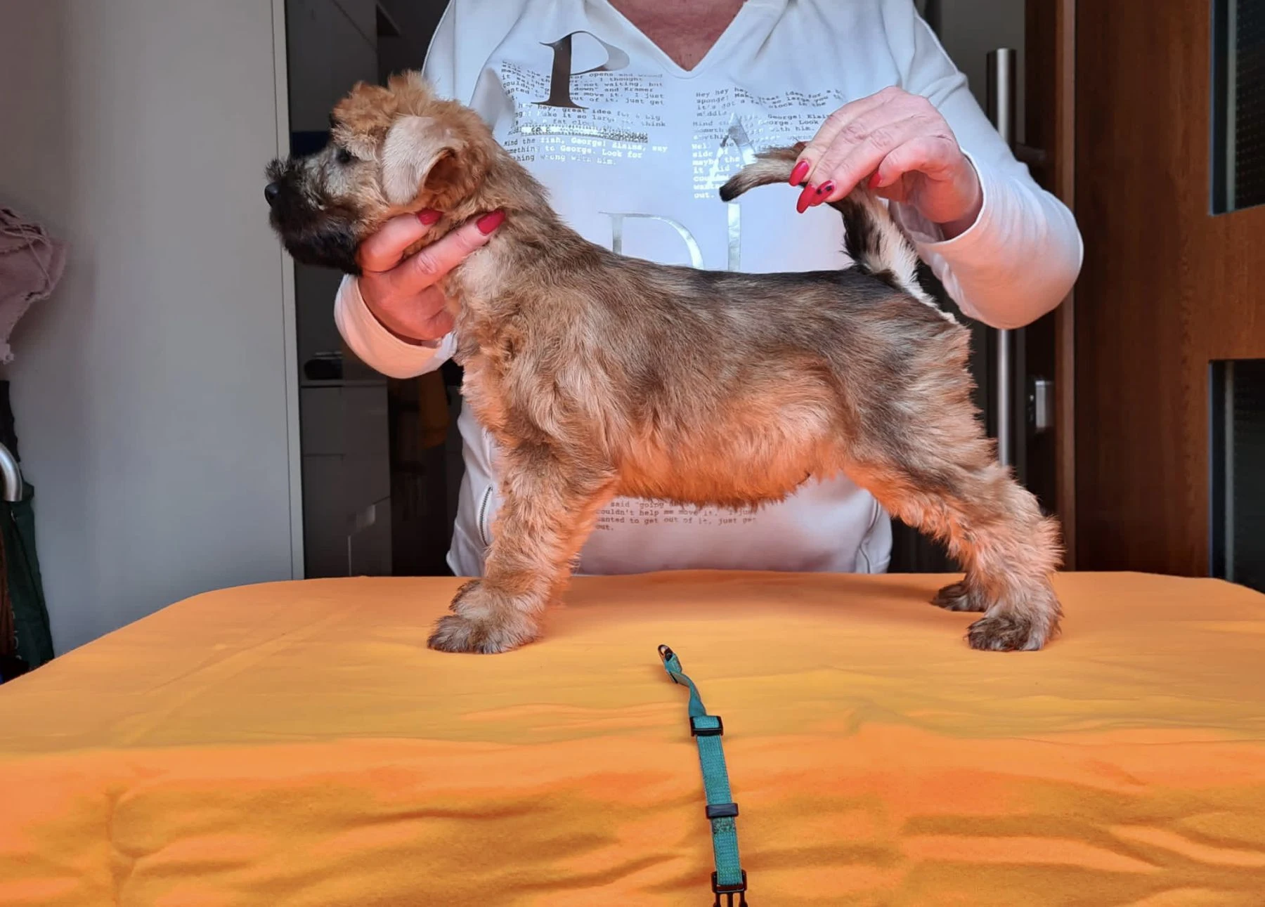 Wurf k von Wheaten Vagabond