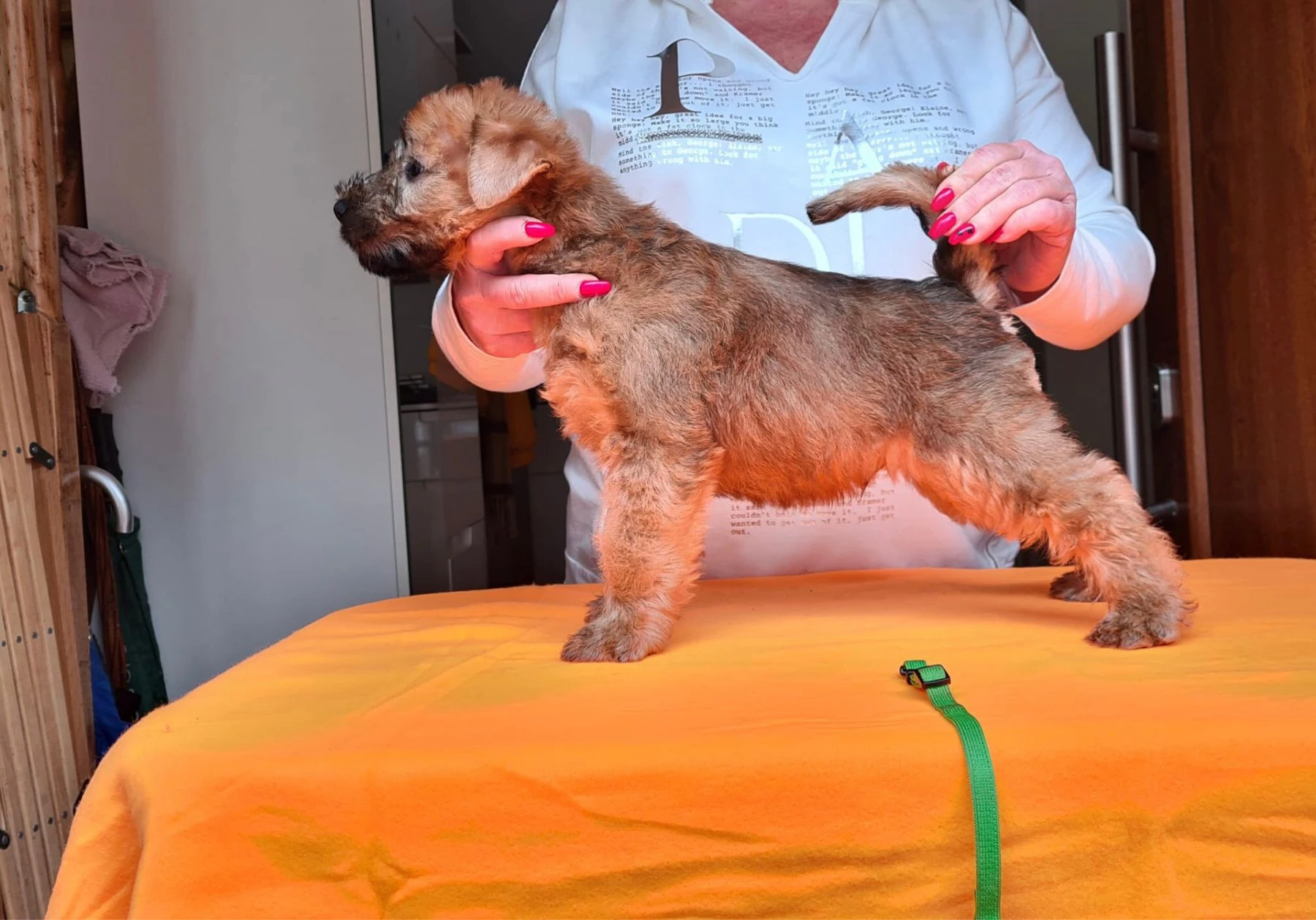 Wurf k von Wheaten Vagabond