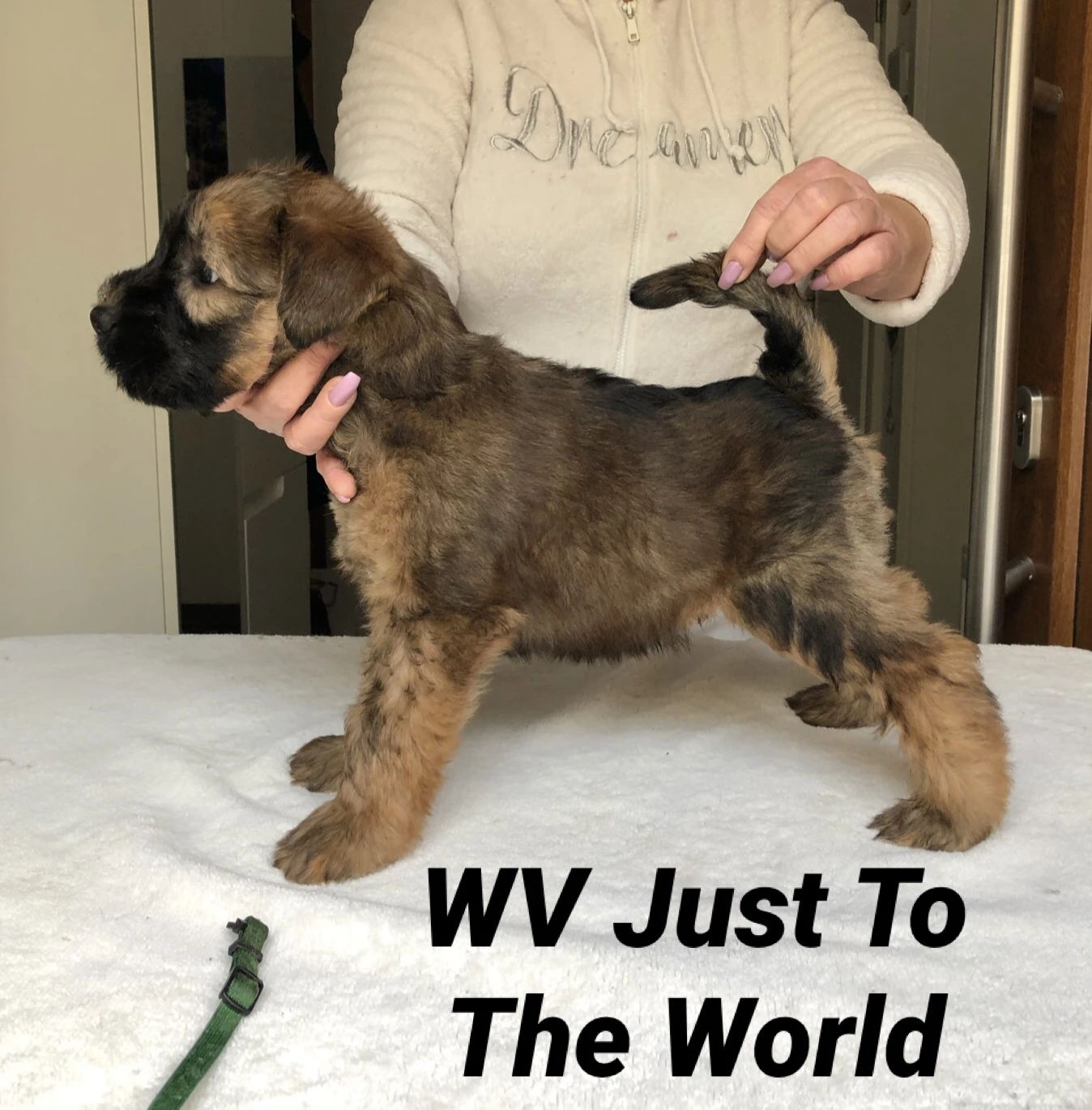 Wurf J von Wheaten Vagabond