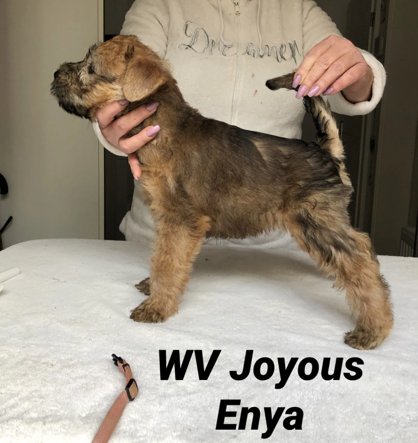 Wurf J von Wheaten Vagabond