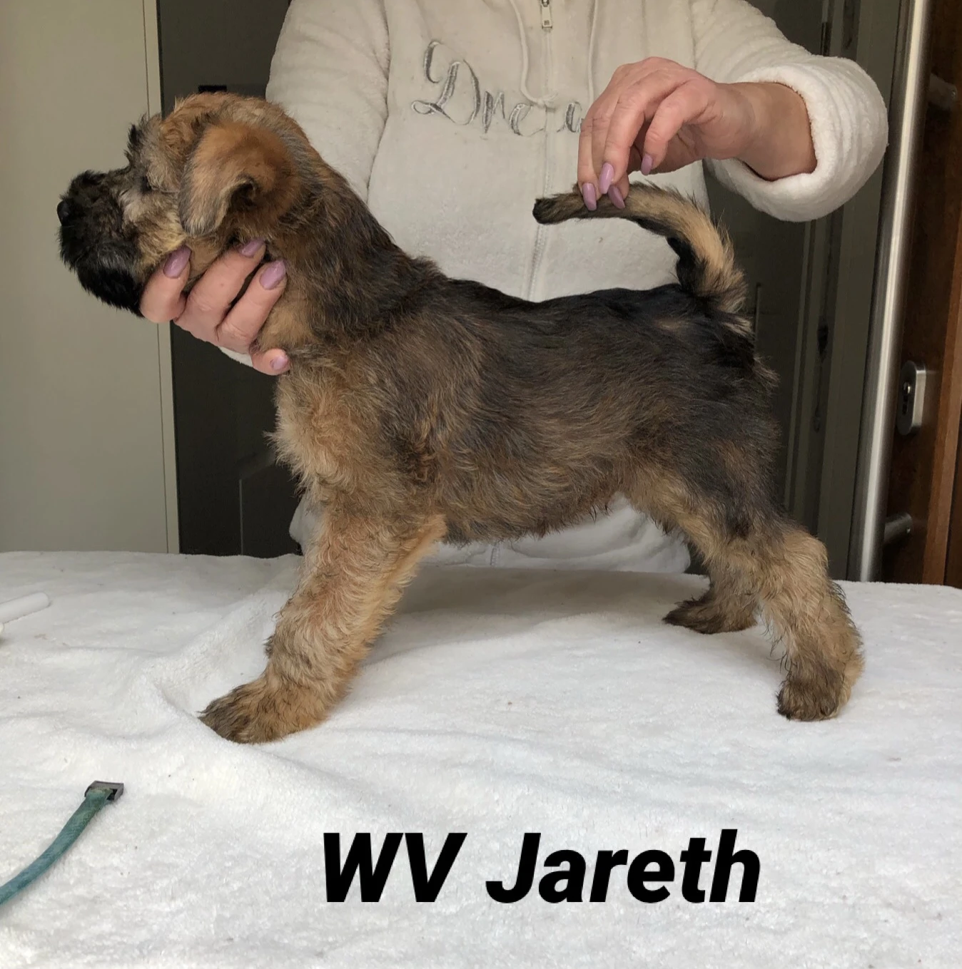 Wurf J von Wheaten Vagabond