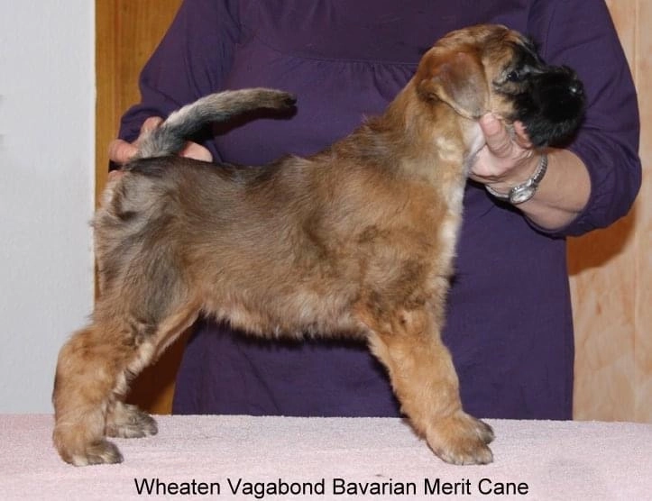Wurf B von Wheaten Vagabond