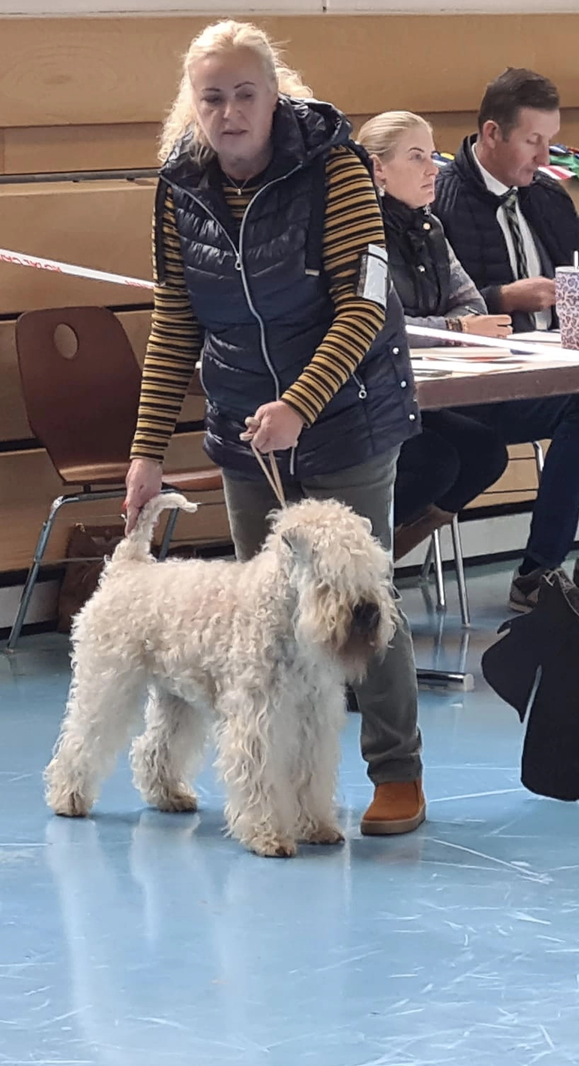 Hunde von Wheaten Vagabond