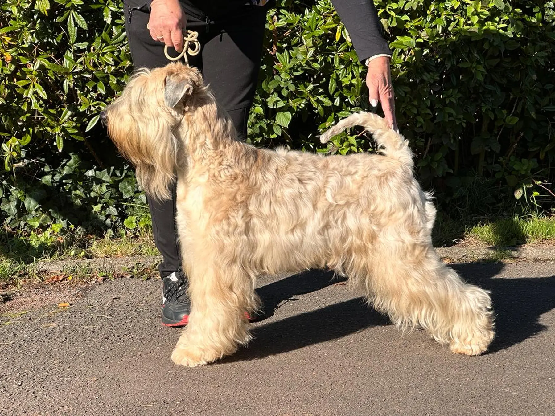 Hunde von Wheaten Vagabond